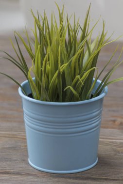 Mavi vazosu yeşil bitki