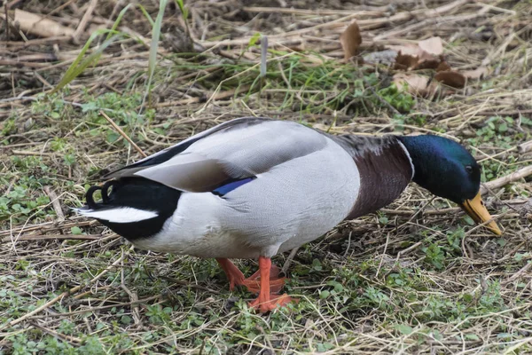 Duck eating on meadow — Stock Photo, Image