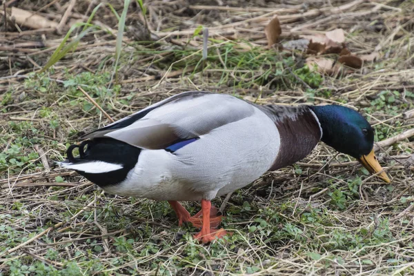 Entenessen auf der Wiese — Stockfoto