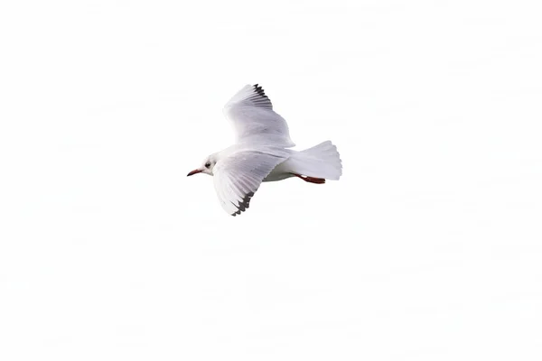 Möwe fliegt auf See — Stockfoto