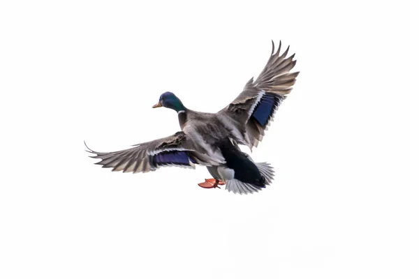 Pato volando en el lago — Foto de Stock
