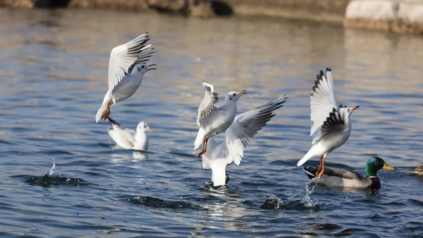 Seagul flying on lake — Stock Photo, Image
