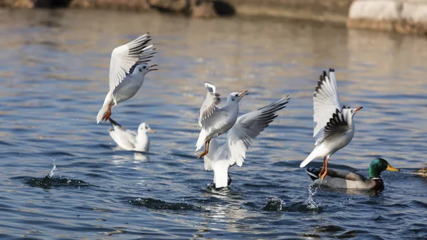 Seagul που φέρουν στη λίμνη — Φωτογραφία Αρχείου