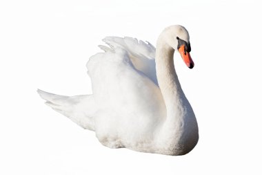 Kuğu kaldırdı kanatları ile Yüzme