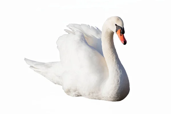 Cisne nadando com asas levantadas — Fotografia de Stock