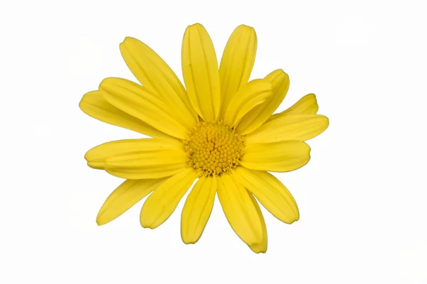 花园里的黄菊花 — 图库照片
