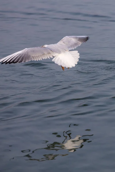 Måsen flyger på sjön — Stockfoto