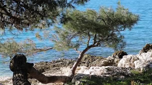 Pijnbomen op de rotsachtige strand met de wind — Stockvideo
