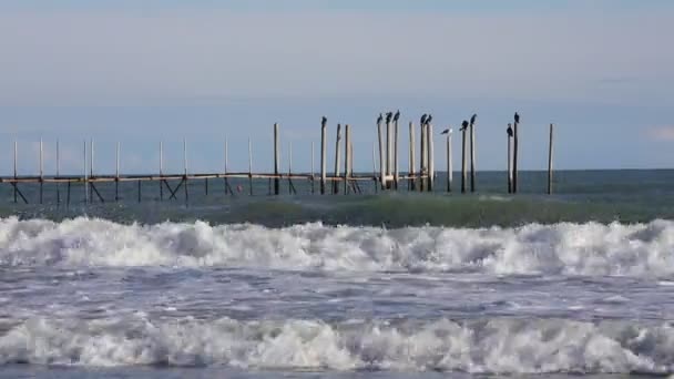Kormoráni na dřevěném molu a vlny na moři — Stock video