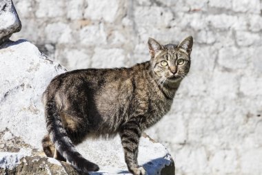 sokakta meraklı kedi
