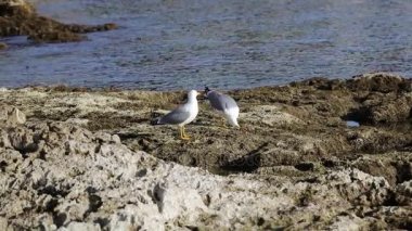 buzlu bir yengeç yemek iki martı