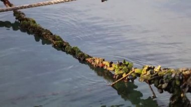 yosun ve kirliliği bağlantı noktasında kaplı tekne çapa zinciri