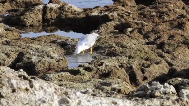 Gaviota bebe en las rocas junto al mar — Vídeos de Stock