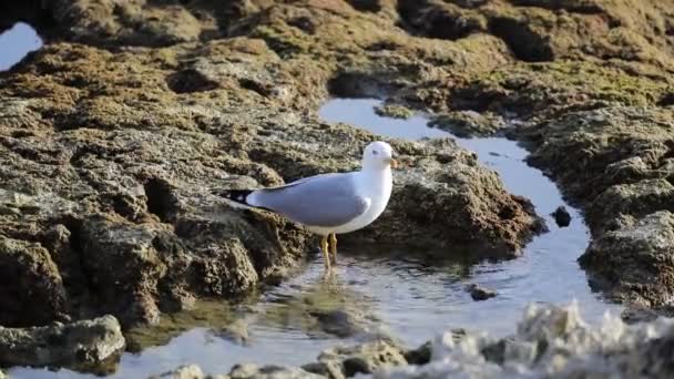 Gaviota bebe en las rocas junto al mar — Vídeos de Stock