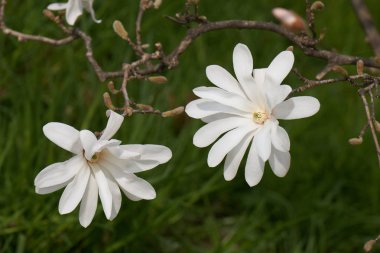 Manolya stellata Beyaz Nilüfer Bahçe