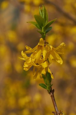 hor çiçeği çiçek bahçesinde