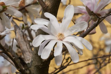 Manolya stellata Beyaz Nilüfer Bahçe