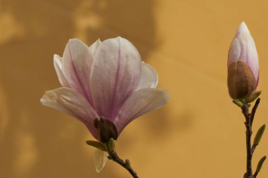 pembe Manolya çiçek