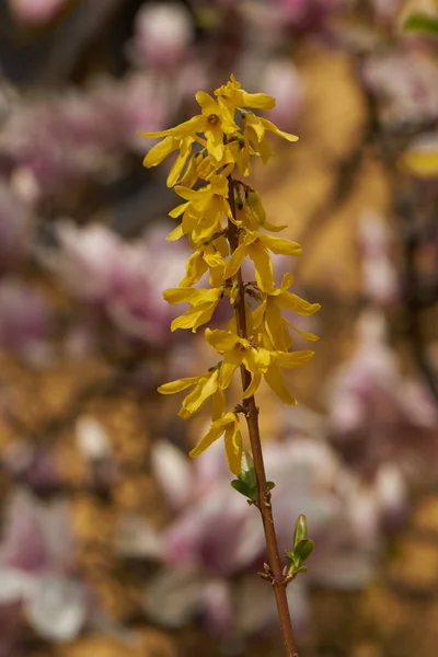 Forsythia in bloom in the garden — Stock Photo, Image