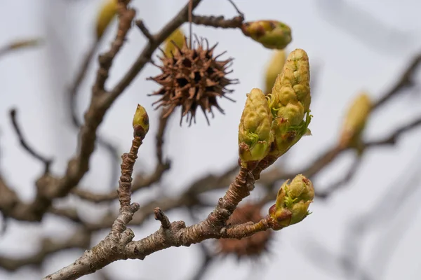 Liquidambar boom in het voorjaar — Stockfoto