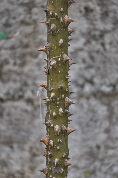 Thorns on rose stem — Stock Photo, Image