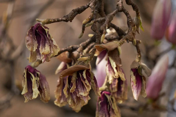 Dry magnolia in the garden — Stock Photo, Image