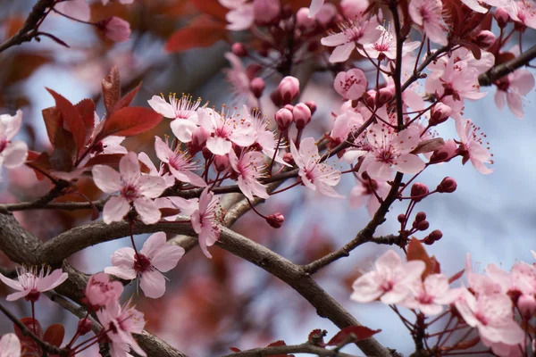Erik, Prunus cerasifera Pissardii bahçede çiçek