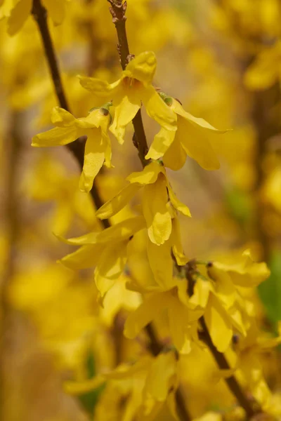 Forsythia in bloei in de tuin — Stockfoto