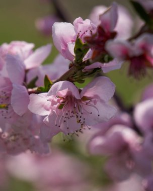 Şeftali çiçeği çiçek bahar