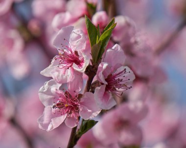 Şeftali çiçeği çiçek bahar