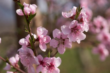 Şeftali çiçeği çiçek bahar