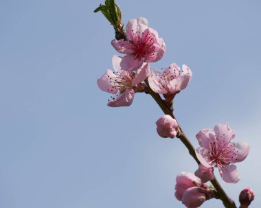 Şeftali çiçeği çiçek bahar