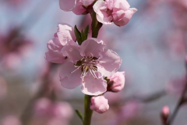 Şeftali çiçeği çiçek bahar