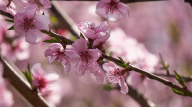 Şeftali çiçeği çiçek bahar