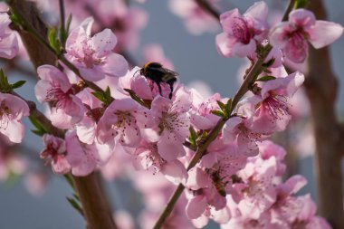 Şeftali çiçek arıya baharda çiçek açmış.