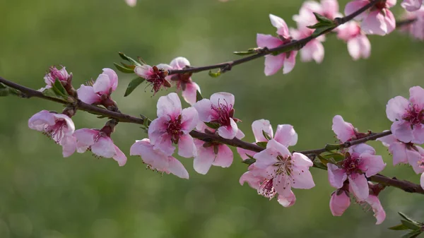 Peach blossom flower in spring — Stock Photo, Image