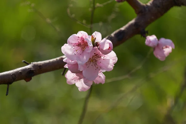 Peach blossom flower in spring — Stock Photo, Image