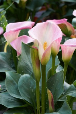 Bahçedeki renkli calla lily