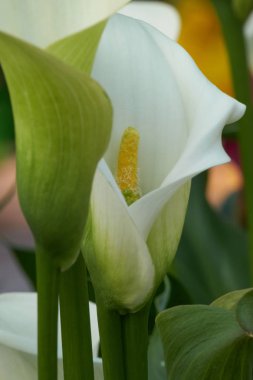 Bahçedeki renkli calla lily