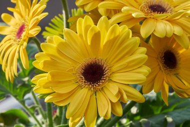 Vazoda sarı gerbera papatya