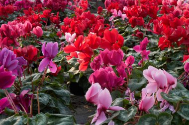 Cyclamens Bloom bahar sera içinde