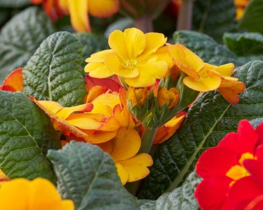 Bahar sezonu renkli campanula'lar