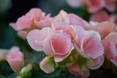 Begonia çiçek bahar