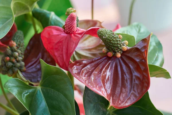 Anthurium rouge dans le vase — Photo