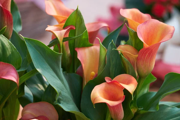 Farbige Calla-Lilie im Garten — Stockfoto