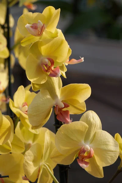 Orquídea em flor para o presente — Fotografia de Stock