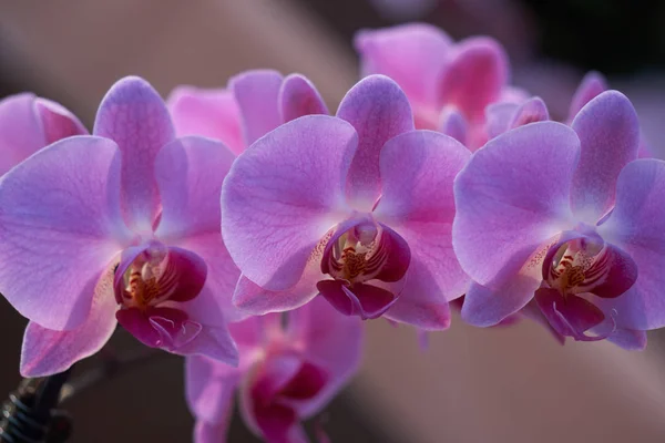 Orchidee in bloei voor dit moment — Stockfoto