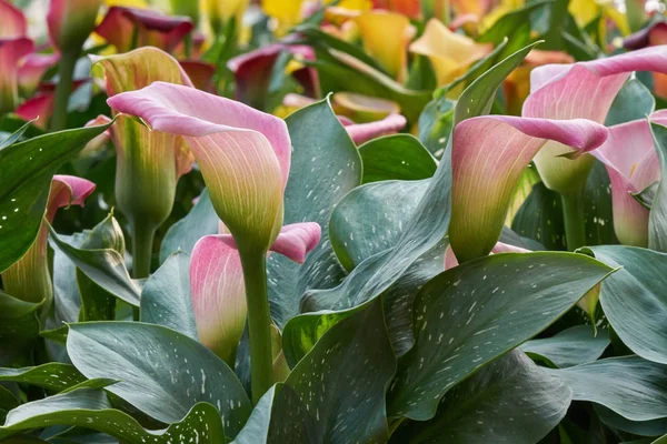 Farbige Calla-Lilie im Garten — Stockfoto