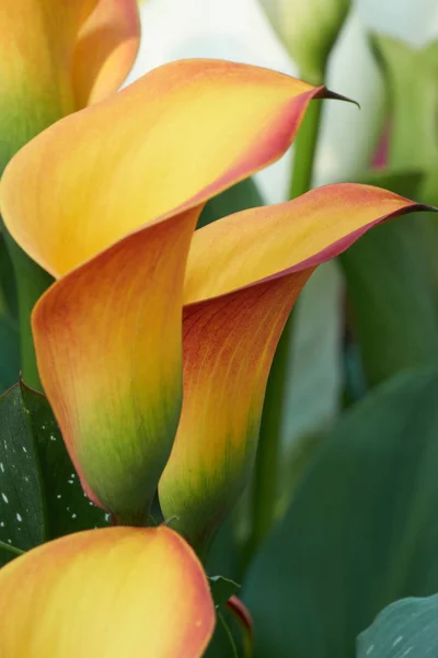 Giglio di calla colorato in giardino — Foto Stock