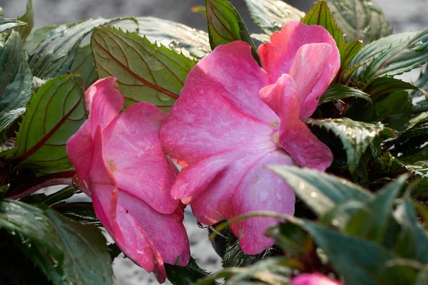 Begonia kukka keväällä — kuvapankkivalokuva